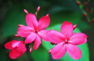 红花绿叶植物装饰画