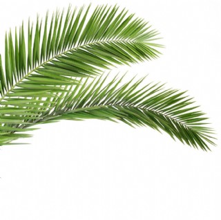 椰树 棕榈叶图片